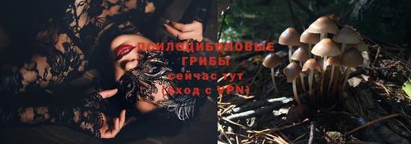 PSILOCYBIN Белокуриха